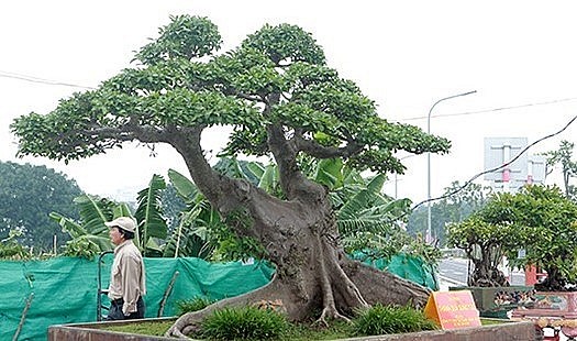 Tay cành, dăm, chi được làm giống bộ tay cành, dăm, chi của những cây sanh.