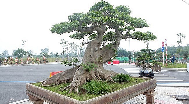 Tác phẩm sung bonsai có tên “Thành quả sung túc”, vững chãi như một bức tường thành.