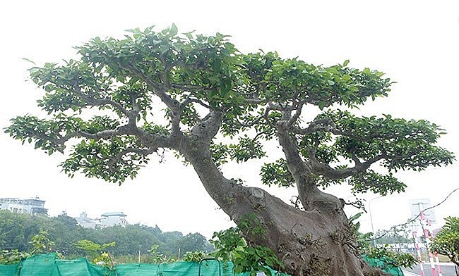 Cây có 3 cành lớn, một cành trực, một cành siêu và một cành hồi tạo cho thế cây cân đối.