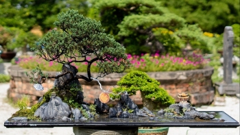 Vào chốn hoàng cung thưởng lãm thế giới cây cảnh và hoa phong lan ba miền hội tụ