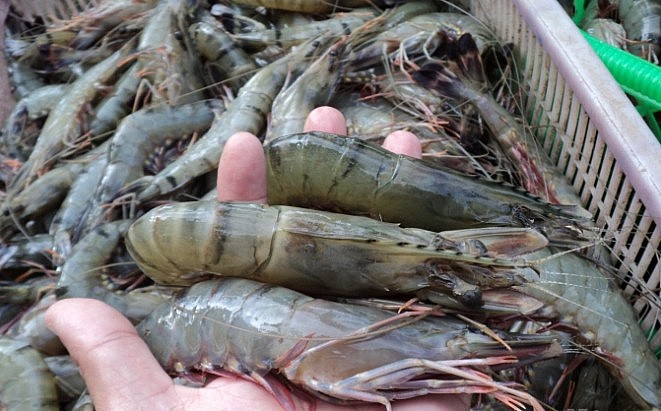 Tôm chết, người nuôi trắng tay
