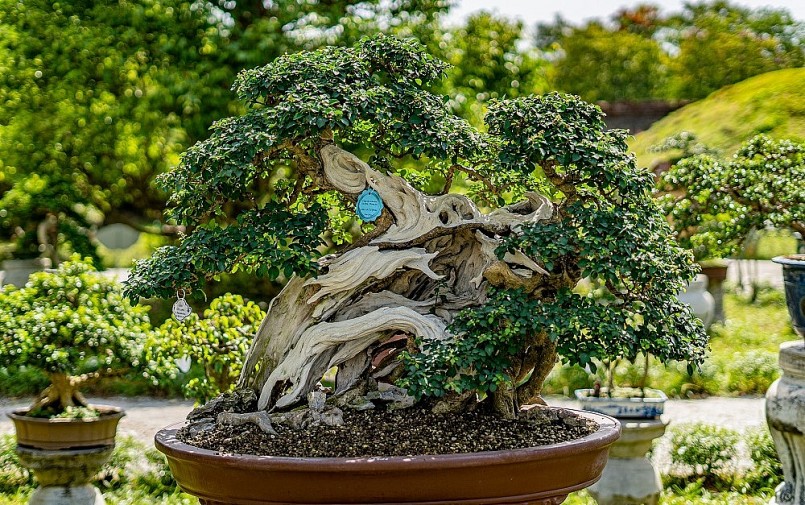 Một số tác phẩm Bonsai đang được trưng bày trong Đại nội Huế.