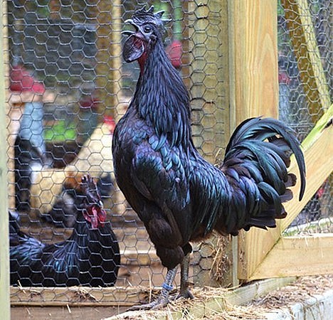 Hiện nay tại đảo Java, giống gà này bị lai tạp nhiều nên tìm được một con giống thuần chủng là cực kỳ khó khăn.