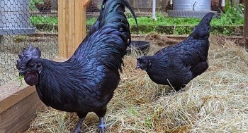 Giống gà đen nhẻm hàng trăm năm nay vẫn là đặc sản trứ danh quý cỡ nào mà mỗi con tới 50 triệu đồng?