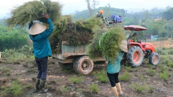 Cây mọc hoang trên đồi xưa làm củi nay tạo ra vật dụng ai cũng cần, mỗi nhà thu trăm triệu