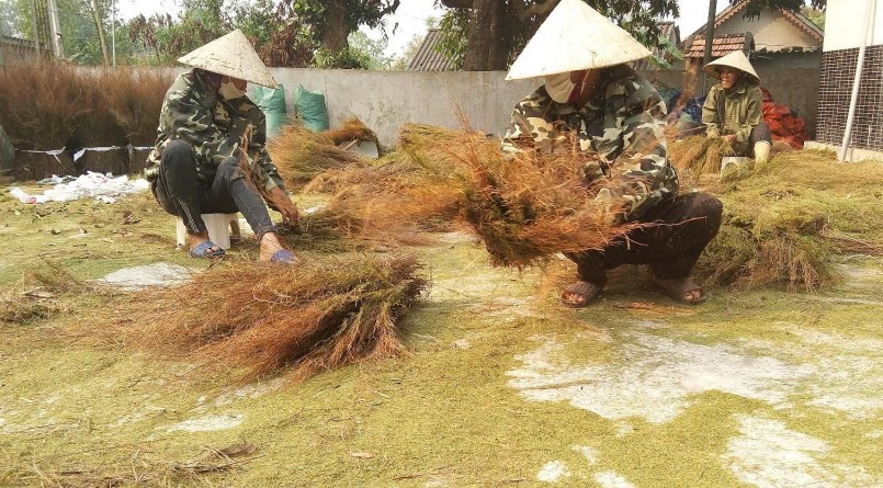 Hiện rành rành tươi đang được bán nhập với giá 6.000 - 7.000 đồng/kg, cây phơi khô chưa vò lá 11.000 -12.000 đồng/kg. 