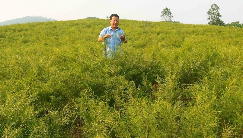 Vùng đồi núi các huyện Thanh Chương, Nam Đàn có khá nhiều cây rành rành. 