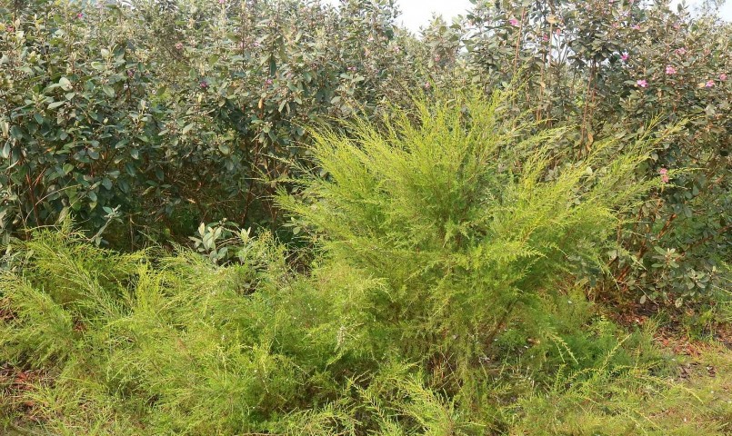 Những đồi sim - rành rành xanh tươi cho thu hoạch 3 sản phẩm là cây rành rành, quả sim và cây sim cảnh. 