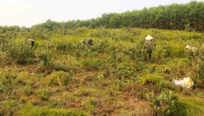 Việc thu hái cây rành rành khá vất vả vì phải cắt trên đồi, phơi giữa trời nắng nóng.