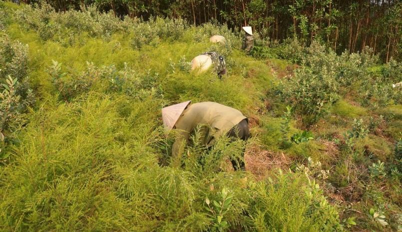 Hiện nay bà con chủ yếu cắt cây vào dịp tháng 4, tháng 5, khi cây rành rành đang độ cho lá và hoa nhiều nhất.