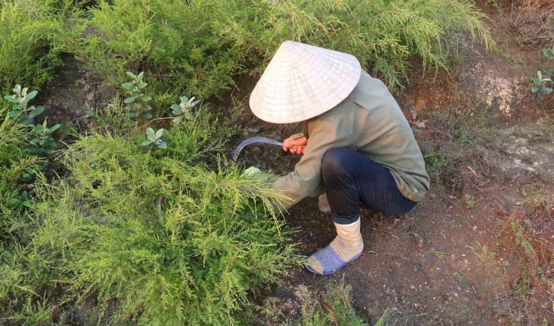 Mùa thu hoạch rành rành, các hộ có thể tự làm hoặc thuê nhân công để cắt cây.