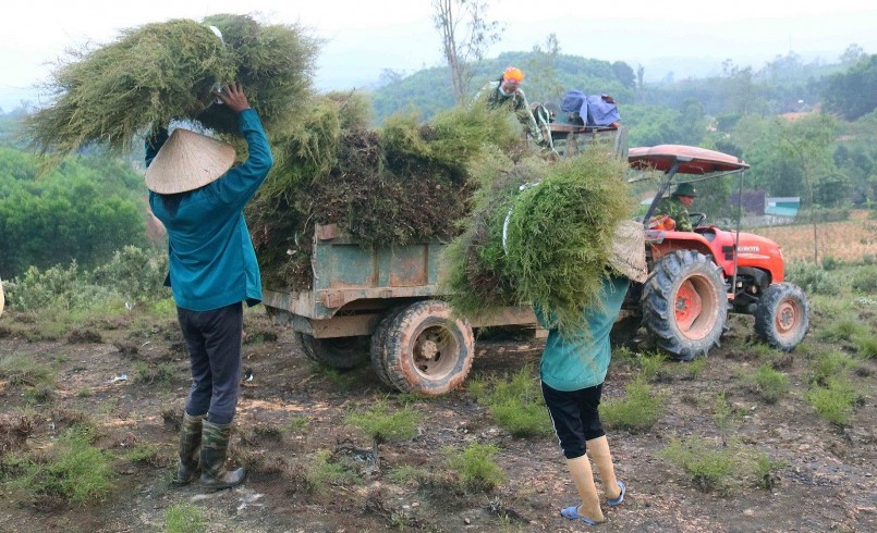 Mùa thu hoạch rành rành, các hộ có thể tự làm hoặc thuê nhân công để cắt cây.
