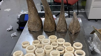 Hà Nội: Phát hiện hành khách mang theo hơn 15kg sừng tê giác và ngà voi nhập cảnh qua Nội Bài