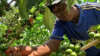 Kỳ lạ nhưng có thật, tạo nên thứ cà phê đắt nhất thế giới nhờ dãi của loài dơi