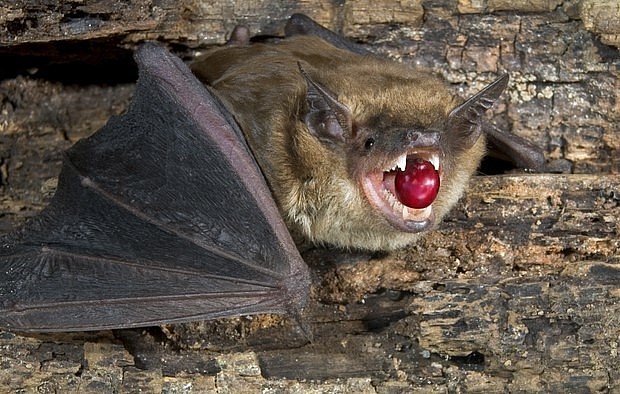 Tạo nên dòng cà phê đẳng cấp và đắt đỏ nhờ dãi của loài dơi. Tạo nên dòng cà phê đẳng cấp và đắt đỏ nhờ dãi của loài dơi.