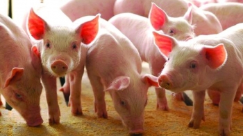 Giá heo hơi hôm nay 28/4: Biến động tăng, giảm đối nghịch, người nuôi vô vọng bỏ trống chuồng trại