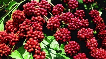 Giá nông sản hôm nay 28/4: Cà phê chao đảo chìm trong sắc đỏ, hồ tiêu khởi sắc gần chạm mốc 70.000 đồng/kg