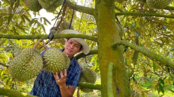 Giá sầu riêng chỉ còn 50.000 đồng/kg, doanh nghiệp chưa mua hàng chờ phía Trung Quốc chốt giá