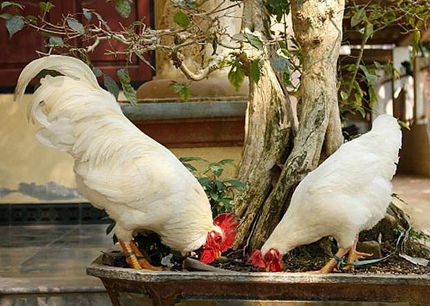 Giá trị của cặp gà bạch tuyết từ 15 - 20 triệu đồng