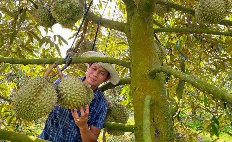 Chuẩn bị bước vào vụ thu hoạch sầu riêng chính vụ nên người dân lo lắng khi giá sầu riêng sụt giảm. (Ảnh minh họa).