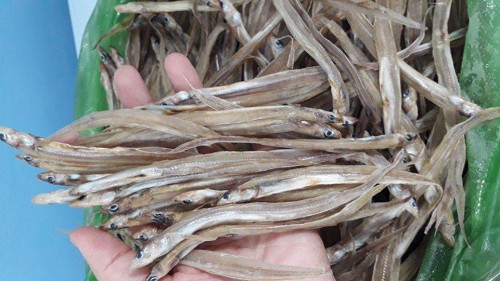 Loại cá tên độc lạ, xưa không ai ăn nay đem phơi khô thành đặc sản nức tiếng ở Cà Mau