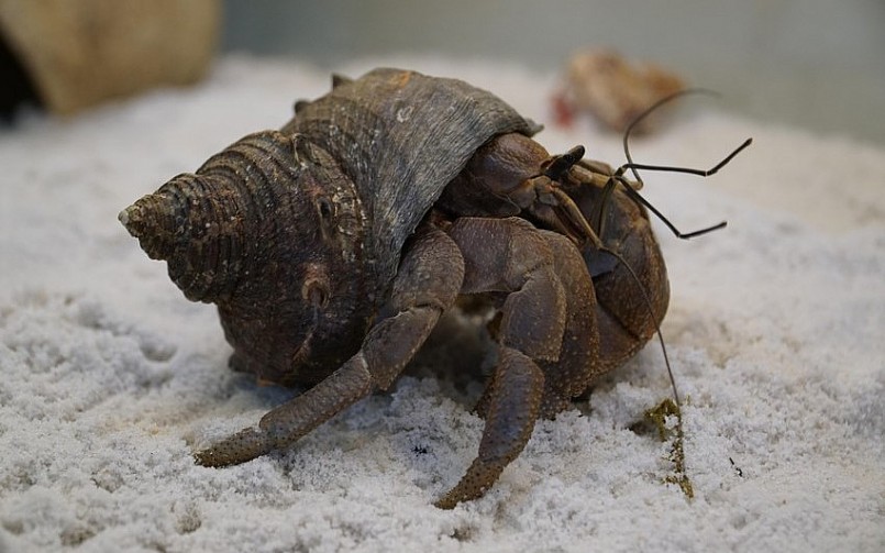 Giống ốc Brevi có kích thước to nhất trong các loài ốc mượn hồn tại Việt Nam, với những người nuôi, giống này được gọi là King of Crabs.