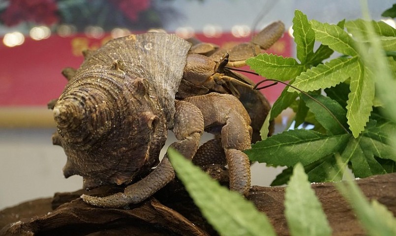 Nếu ốc khỏe mạnh, ham ăn, chứng tỏ quy trình nuôi tốt, kỹ lưỡng. Ngược lại, ốc chậm chạp, nhìn yếu ớt thì trước đó chưa được chăm sóc chu đáo.