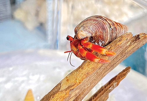 Tạo không gian cho ốc theo sở thích.