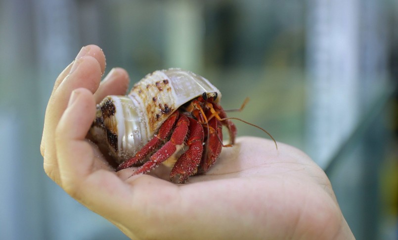 Ốc mượn hồn không cần chăm sóc cầu kỳ.