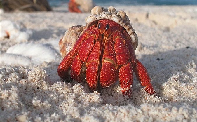 Ốc mượn hồn đang là con vật được nhiều bạn trẻ tìm mua về làm thú cưng.