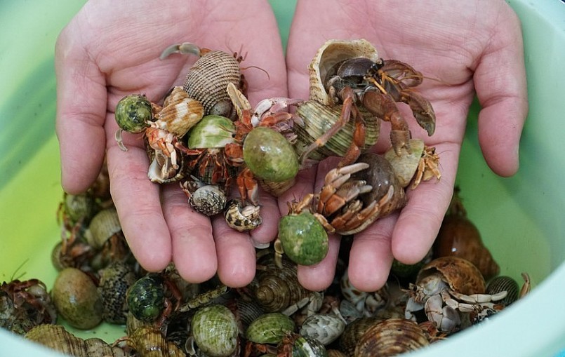 Ốc mượn hồn cũng đa dạng kích thước, chủng loại, từ các giống phổ biến trong nước như Rugosus, Cavipes, Violas đến các giống ngoại nhập có giá trị cao.