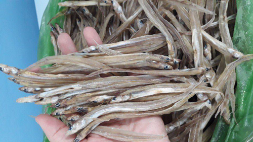 Loại cá tên độc lạ, xưa không ai ăn nay đem phơi khô thành đặc sản nức tiếng ở Cà Mau