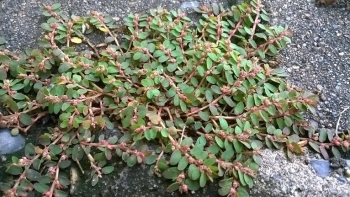 Loài cỏ khiến nhà nông phát bực, còn chút rễ lại mọc tràn lan ai ngờ là thảo dược quý