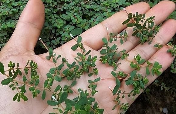 Cỏ sữa lá nhỏ vốn là một thảo dược quý trị được nhiều bệnh khác nhau.