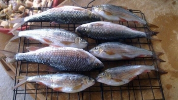 Loài cá chỉ ăn rêu trên vách đá, giá 500.000 đồng/kg vẫn được giới sành ăn săn lùng