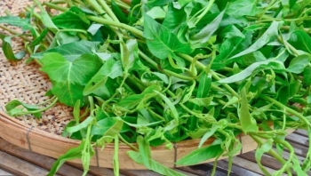 Một bang ở Mỹ cấm rau muống "như cần sa" người Việt hơn 10 năm đấu tranh trồng hợp pháp