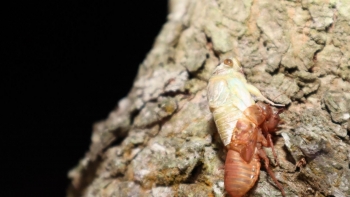 Chong đèn đi bắt đặc sản mùa hè, kiếm tiền triệu mỗi ngày