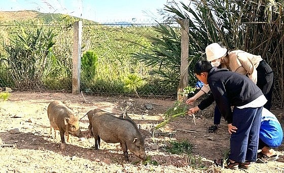 Ngoài việc dạy học, các giáo viên nhà trường con thực hiện dự án nuôi heo để có kinh phí lo bữa ăn cho học sinh. Ngoài việc dạy học, các giáo viên nhà trường con thực hiện dự án nuôi heo để có kinh phí lo bữa ăn cho học sinh.