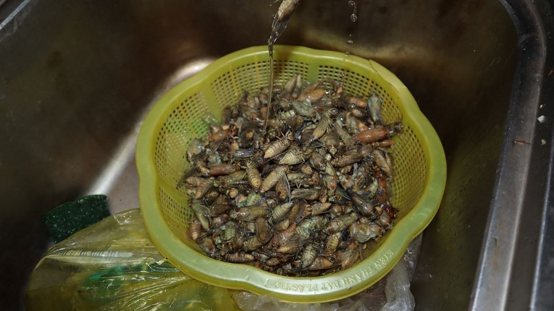 người thợ có thể bắt được 3-5kg nhộng ve sầu/đêm