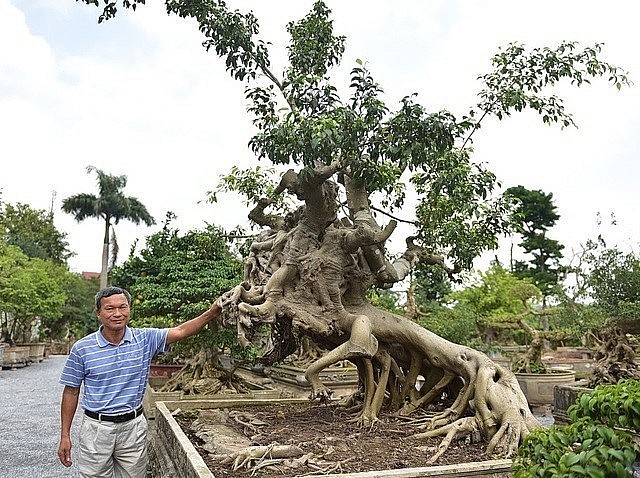 Cây sanh cổ có dáng hình Thánh Gióng cưỡi ngựa cuốn hút bởi vẻ đẹp kỳ vĩ, đồ sộ của cây.