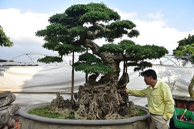Cây sanh cổ có tuổi đời hàng trăm năm được ông Quang Hòa (Hưng Yên) coi như báu vật trong nhà.