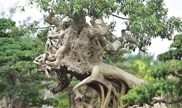 Nhiều đại gia sẵn sàng rút hầu bao cả tỷ đồng để thuyết phục ông Nguyễn Thoan (Hưng Yên) bán lại cây sanh cổ Thánh Gióng cưỡi ngựa.