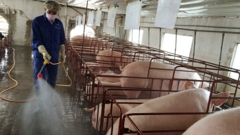 Giá heo hơi hôm nay 29/4: Ít biến động, khó khăn bủa vây hộ nuôi heo bỏ chuồng doanh nghiệp lỗ trăm tỷ