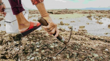 Chỉ cần cầm búa gõ “cóc, cóc, cóc” vào ghềnh đá là có tiền