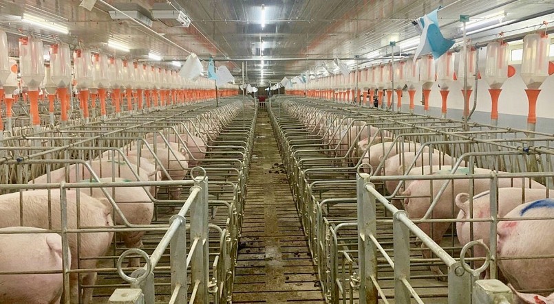 Giá heo hơi hôm nay (29/4), thị trường tiêu thụ chậm giá heo giảm ở mức thấp khiến người chăn nuôi thua lỗ.