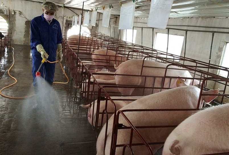 Giá heo hơi hôm nay (29/4), ít biến động, một vài địa phương giá tăng, giảm không đồng nhất quanh mức 51.000 - 54.000 đồng/kg. 