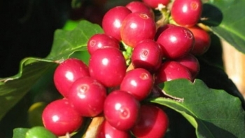 Giá nông sản hôm nay 29/4: Cà phê biến động trái chiều, hồ tiêu tăng khởi sắc lập đỉnh mới