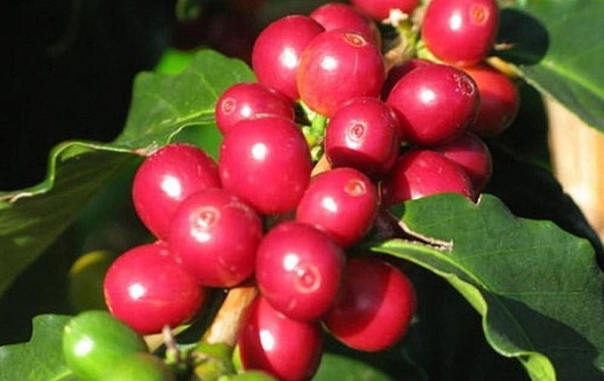 Giá nông sản hôm nay 29/4, giá cà phê trên thị trường thế giới biến động trái chiều. Giá nông sản hôm nay 29/4, giá cà phê trên thị trường thế giới biến động trái chiều.