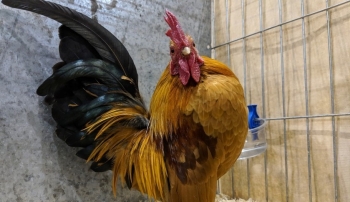 Nuôi loài gà cứng đầu luôn ưỡn ngực oai vệ lại là thú cưng gây sốt thu trăm triệu