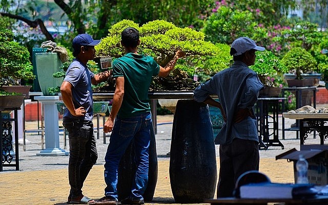 Các nhà vườn chia sẻ kinh nghiệm trồng bonsai bên tác phẩm của mình.